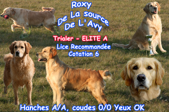 TR. Roxy de la Source de L'Avy
