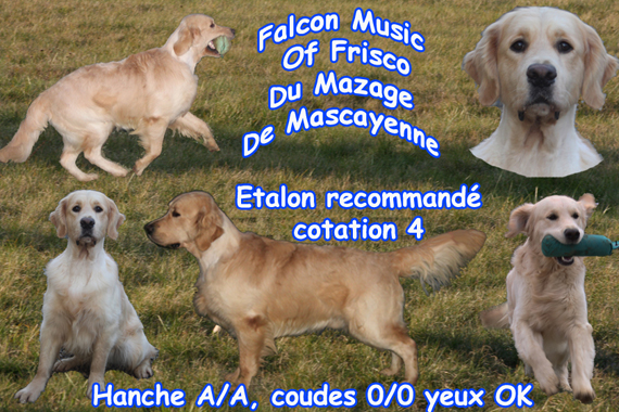 Falcon music of frisco Du mazage de mascayenne