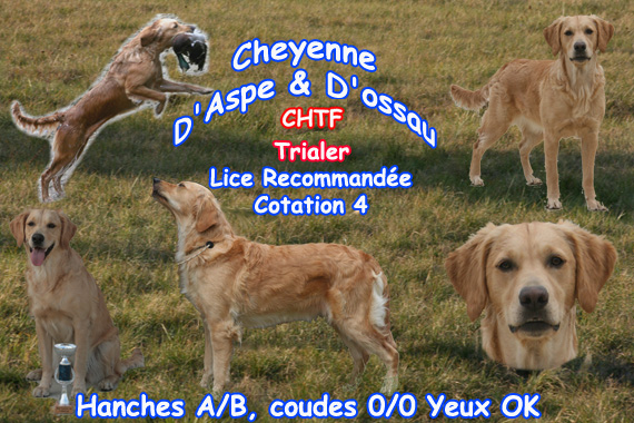 CH. TR. Cheyenne D'Aspe & D'Ossau