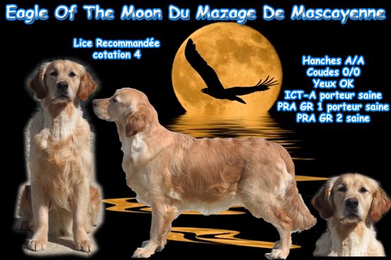 Eagle of the moon Du mazage de mascayenne