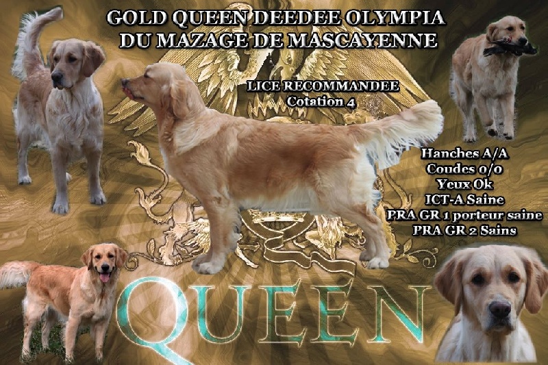 Gold queen deedee olympia Du mazage de mascayenne
