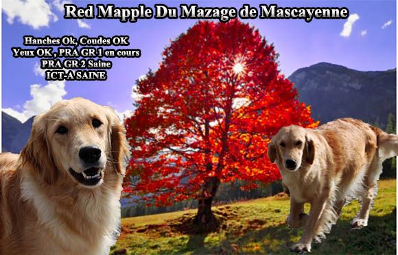 Red mapple Du mazage de mascayenne