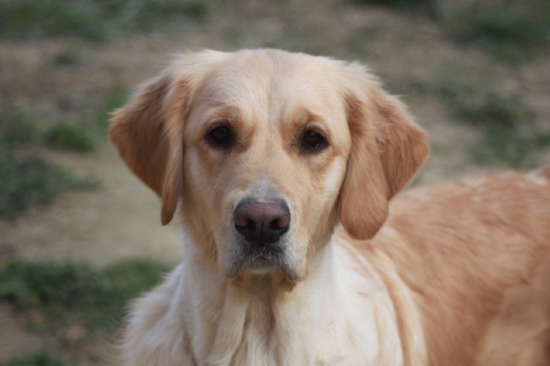 Gold queen deedee olympia Du mazage de mascayenne