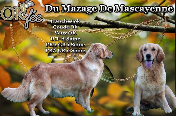 Or fee Du mazage de mascayenne