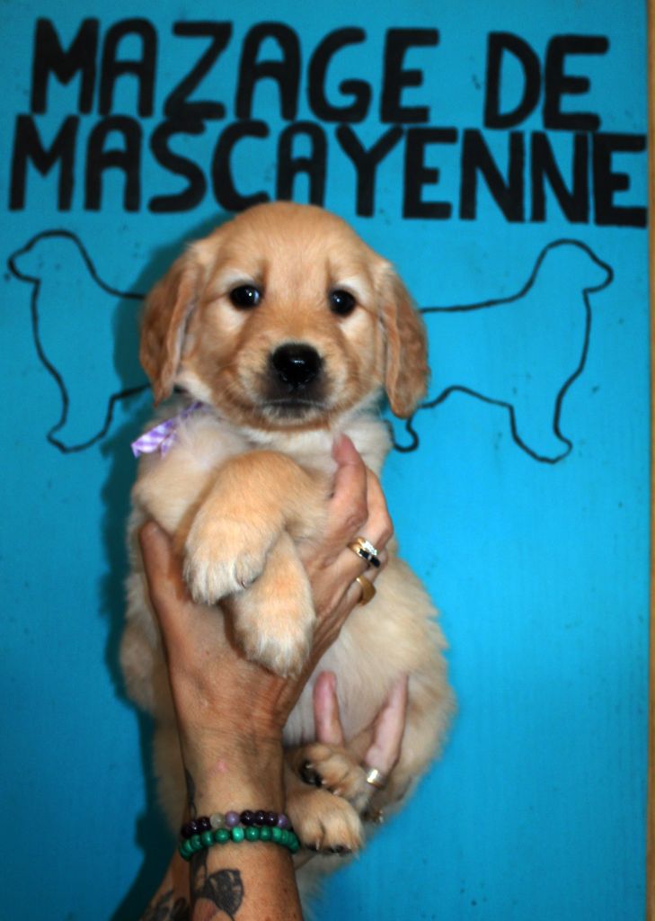 Du mazage de mascayenne - Chiot disponible  - Golden Retriever