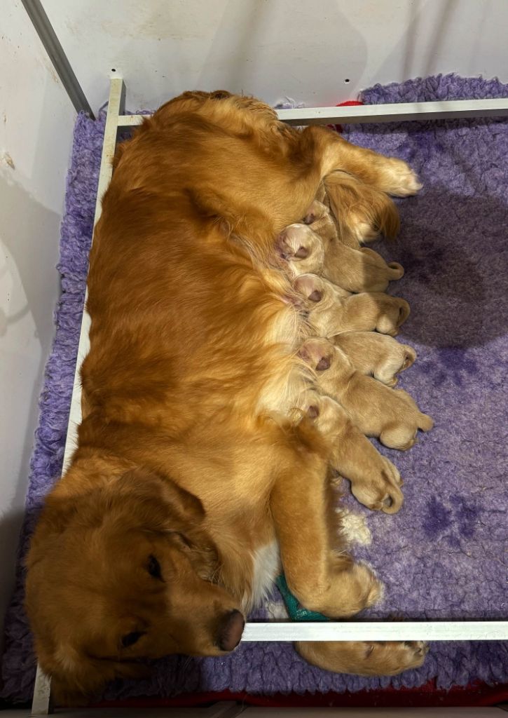 chiot Golden Retriever Du mazage de mascayenne