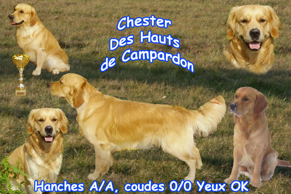 Chester des hauts de campardon