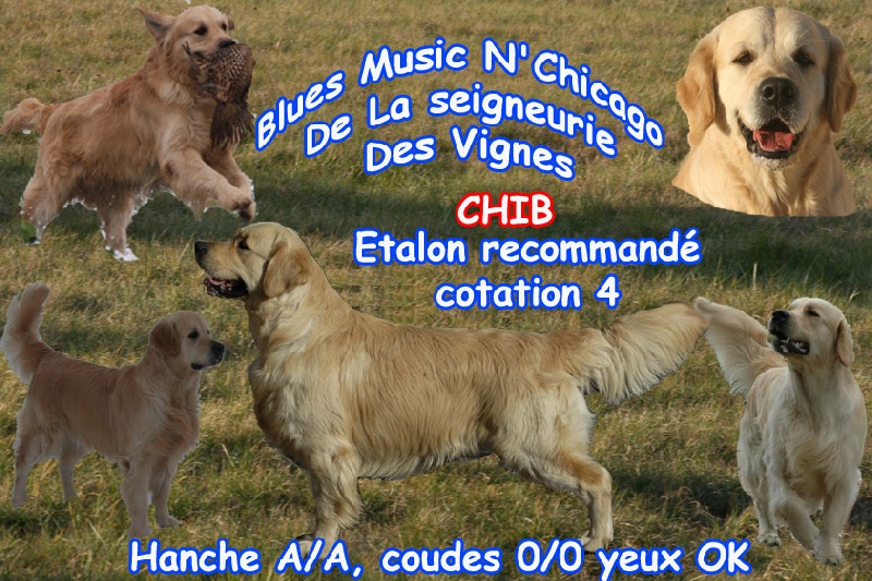 CH. Blues music n' chicago De la Seigneurie des Vignes