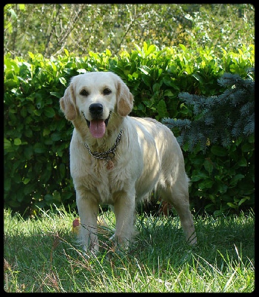 HanoÏ Du mazage de mascayenne