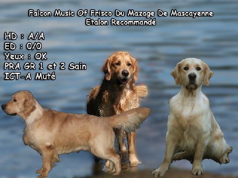 Falcon music of frisco Du mazage de mascayenne