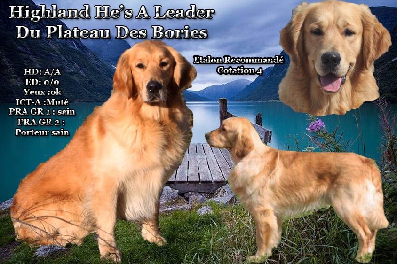 Highland he's a leader Du plateau des bories