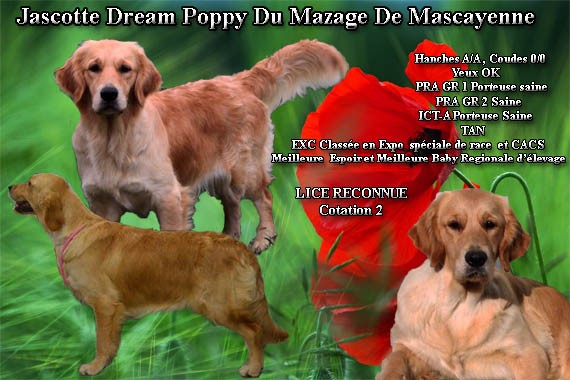 Jascotte dream poppy Du mazage de mascayenne