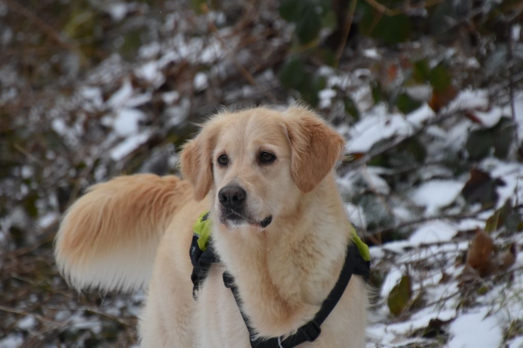 Jonagold Du mazage de mascayenne