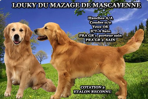 Louky dit cooky Du mazage de mascayenne