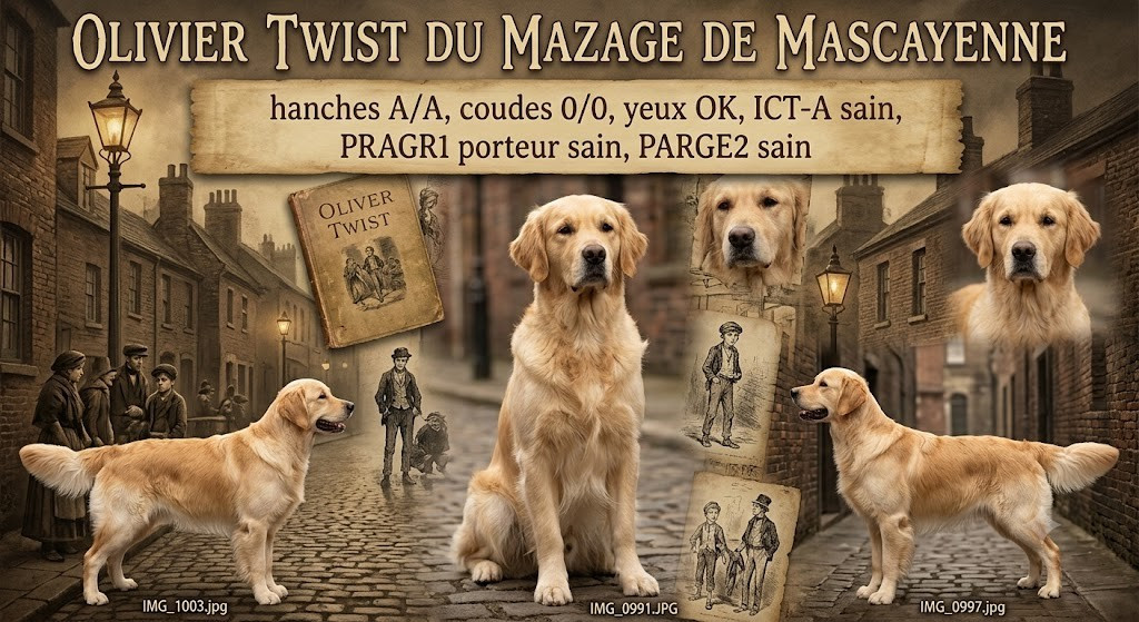 Oliver twist Du mazage de mascayenne
