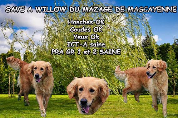Save a willow Du mazage de mascayenne