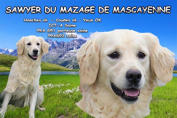 Sawyer Du mazage de mascayenne