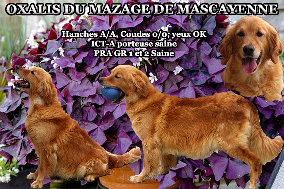 Oxalis Du mazage de mascayenne
