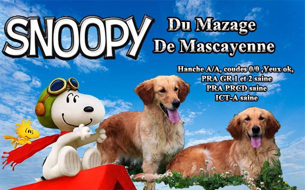 Snoopy Du mazage de mascayenne