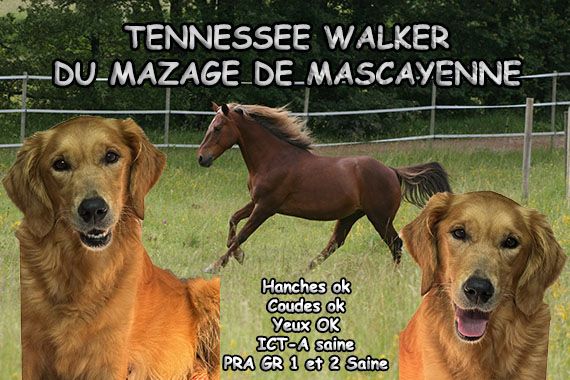 Tennessee walker Du mazage de mascayenne