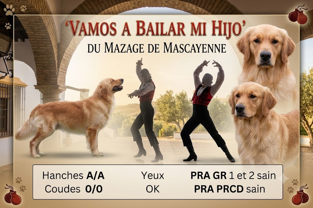 Vamos a Bailar mi hijo Du mazage de mascayenne