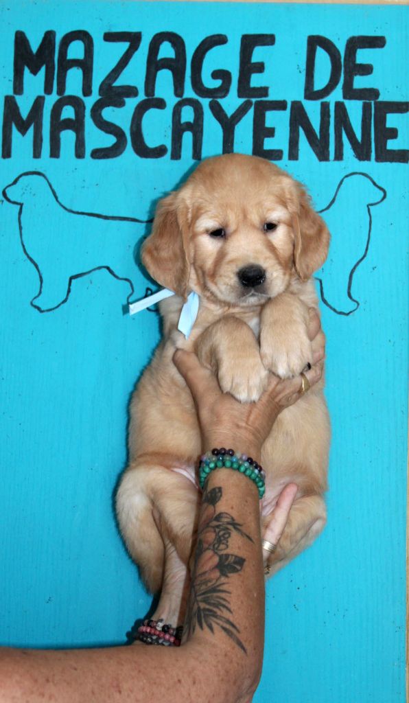 Du mazage de mascayenne - Chiots disponibles - Golden Retriever