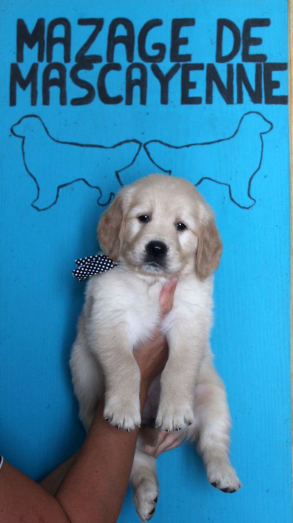 Du mazage de mascayenne - Chiots disponibles - Golden Retriever