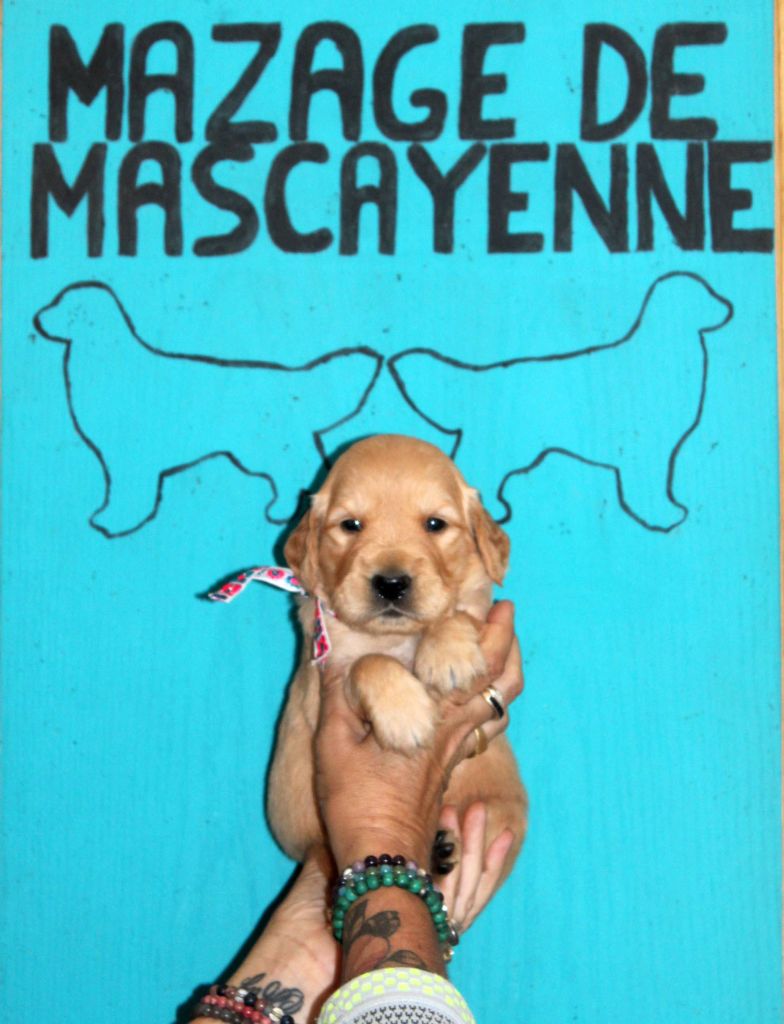 Du mazage de mascayenne - Chiots disponibles - Golden Retriever