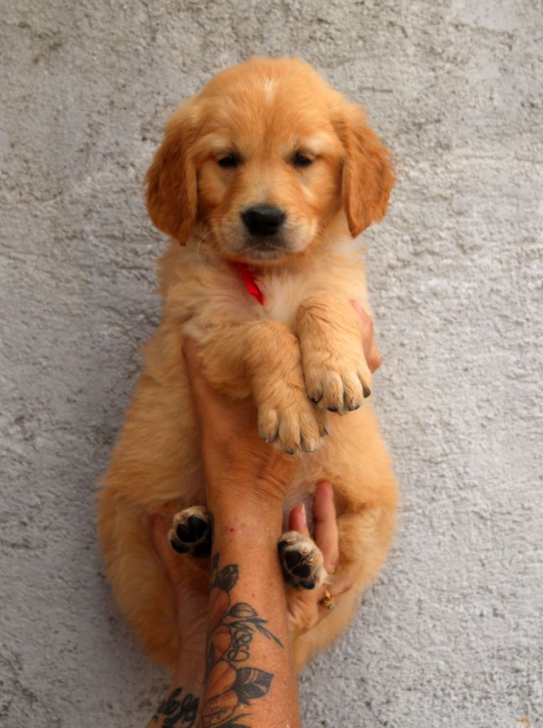 Du mazage de mascayenne - Chiots disponibles - Golden Retriever