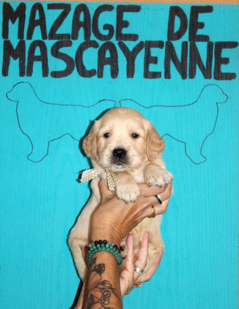 Du mazage de mascayenne - Chiots disponibles - Golden Retriever