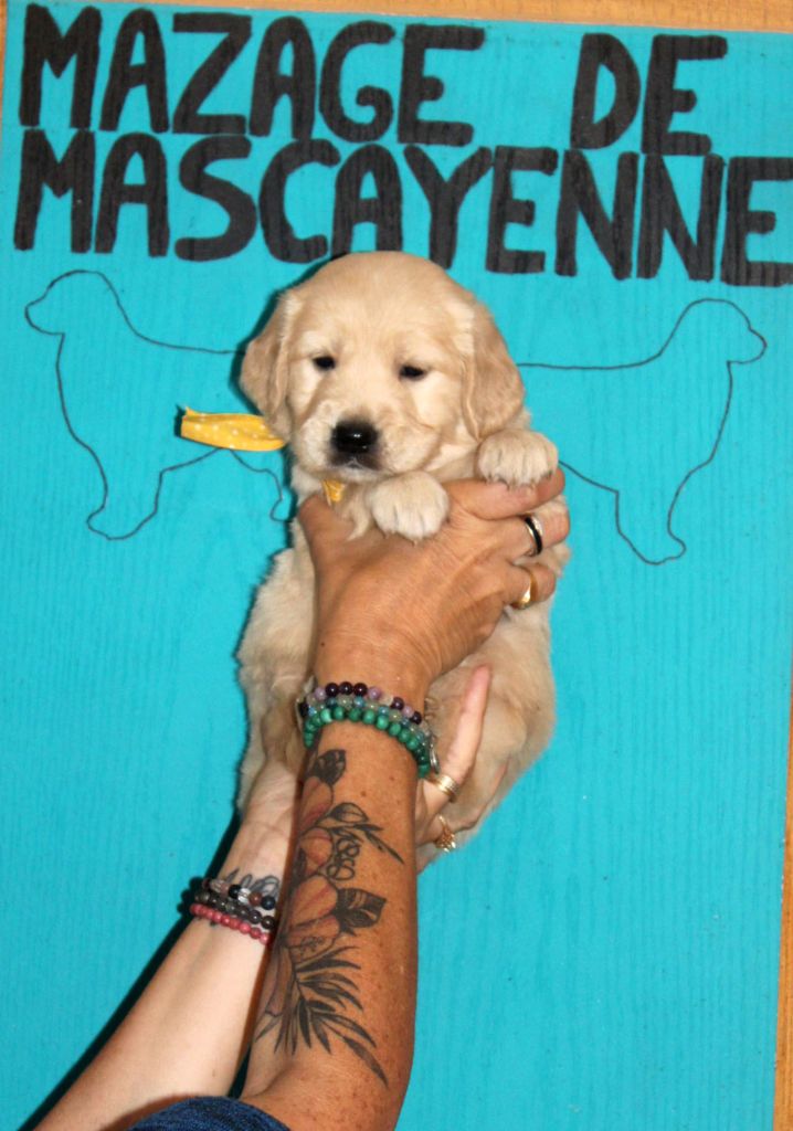Du mazage de mascayenne - Chiots disponibles - Golden Retriever
