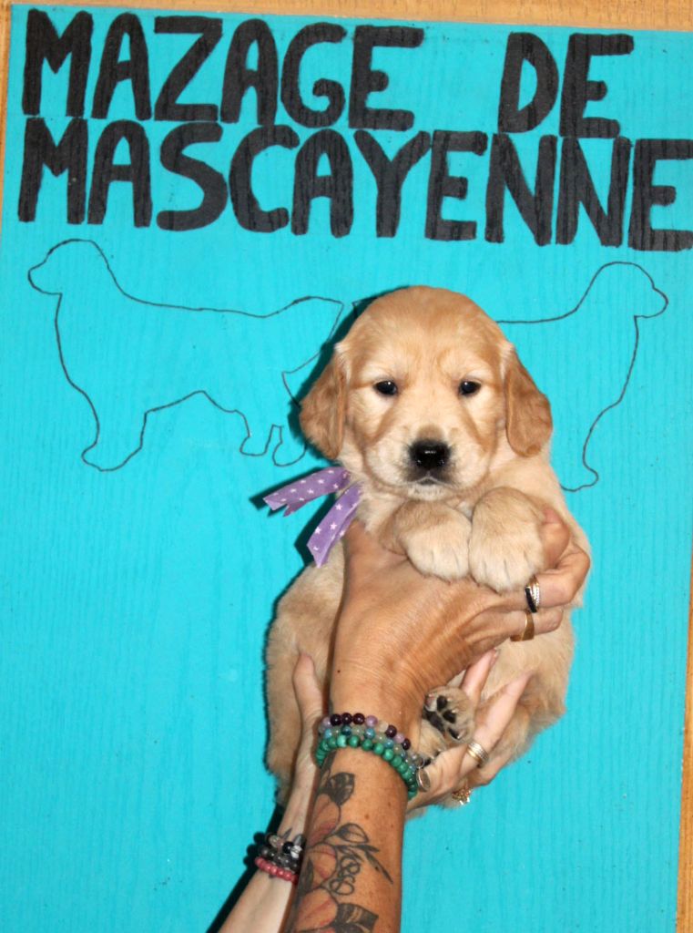 Du mazage de mascayenne - Chiots disponibles - Golden Retriever