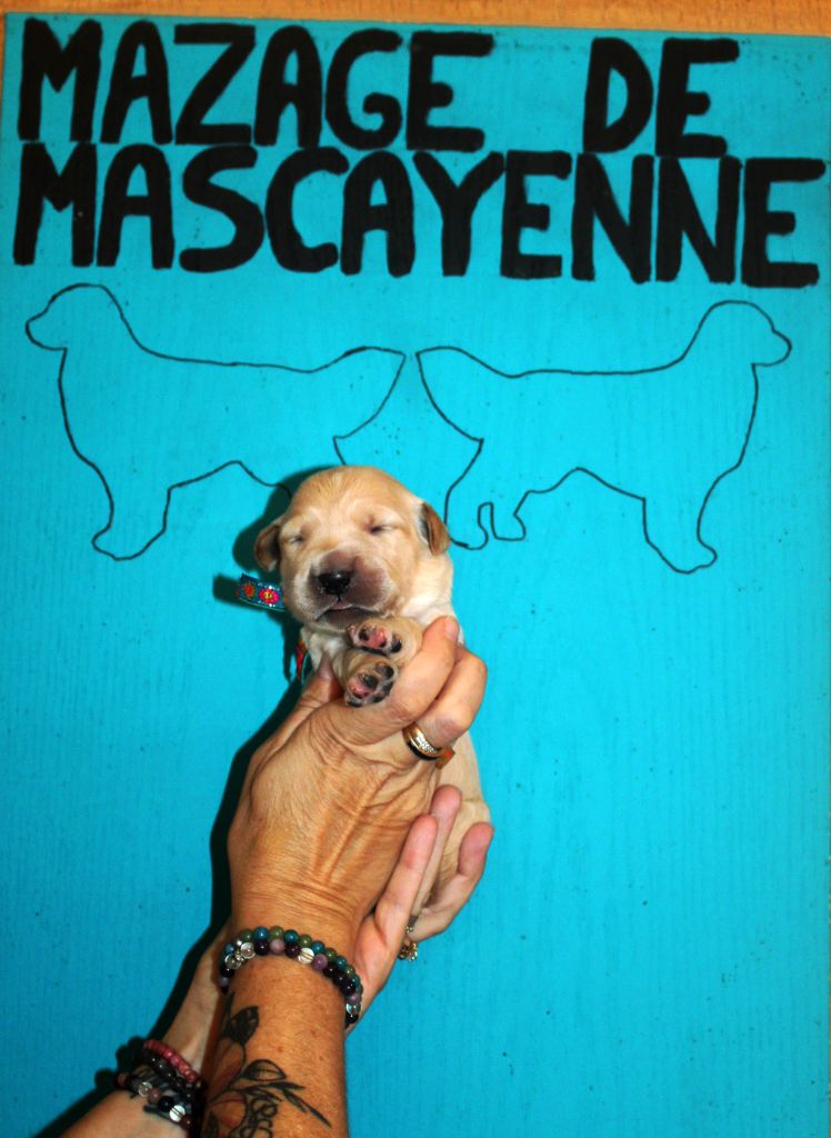 Du mazage de mascayenne - Chiots disponibles - Golden Retriever
