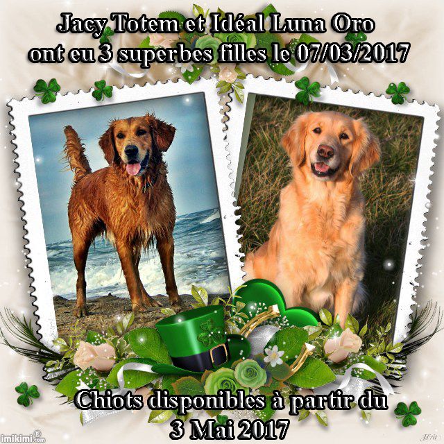 Chiot Golden Retriever Du mazage de mascayenne