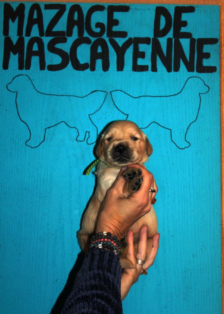 Du mazage de mascayenne - Chiots disponibles - Golden Retriever