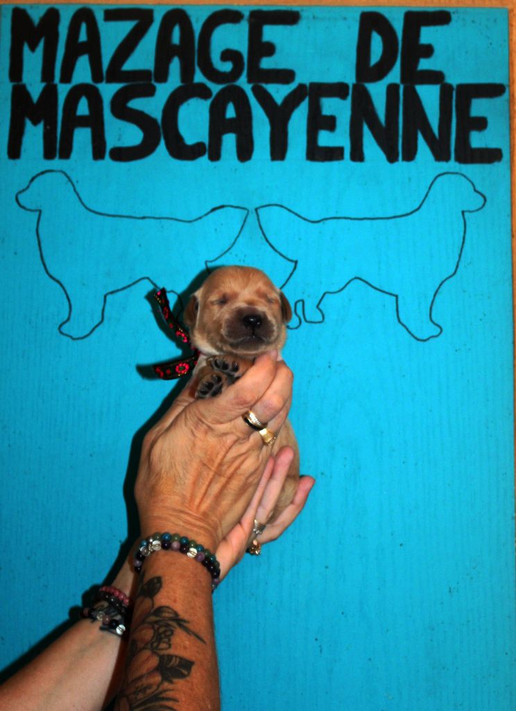 Du mazage de mascayenne - Chiots disponibles - Golden Retriever