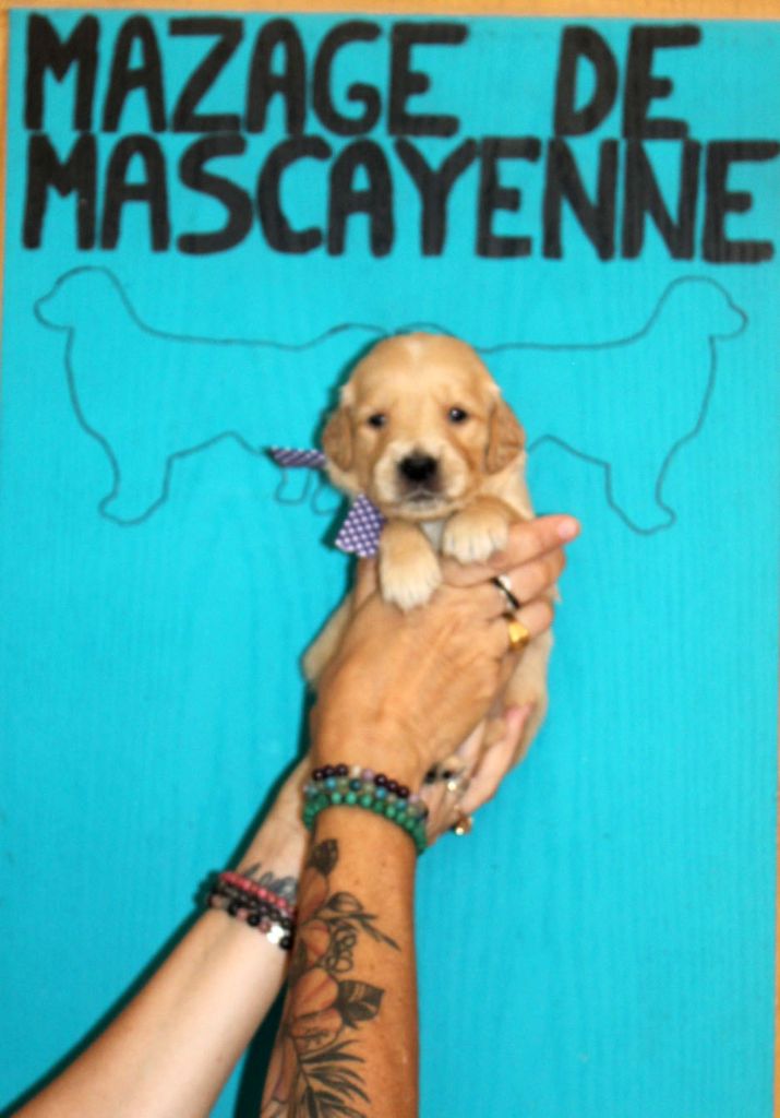 Du mazage de mascayenne - Chiots disponibles - Golden Retriever