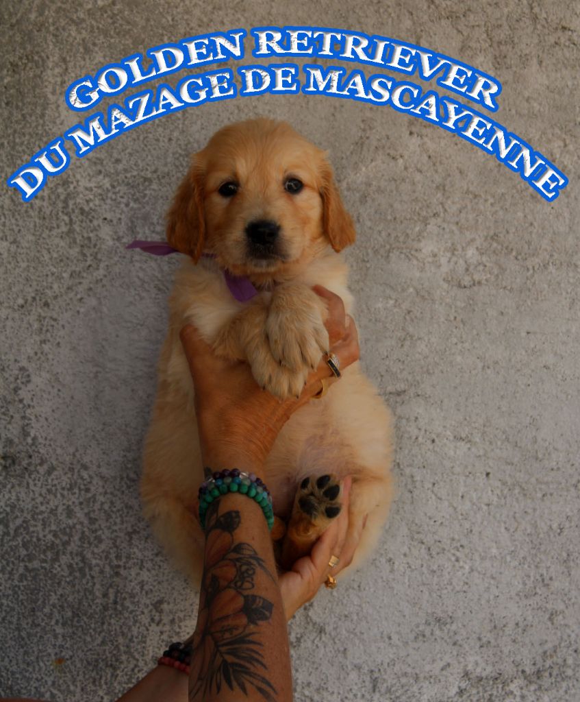 Du mazage de mascayenne - Chiots disponibles - Golden Retriever