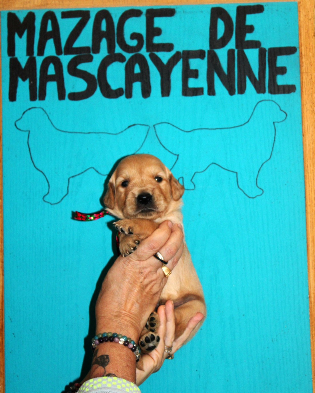 Du mazage de mascayenne - Chiots disponibles - Golden Retriever