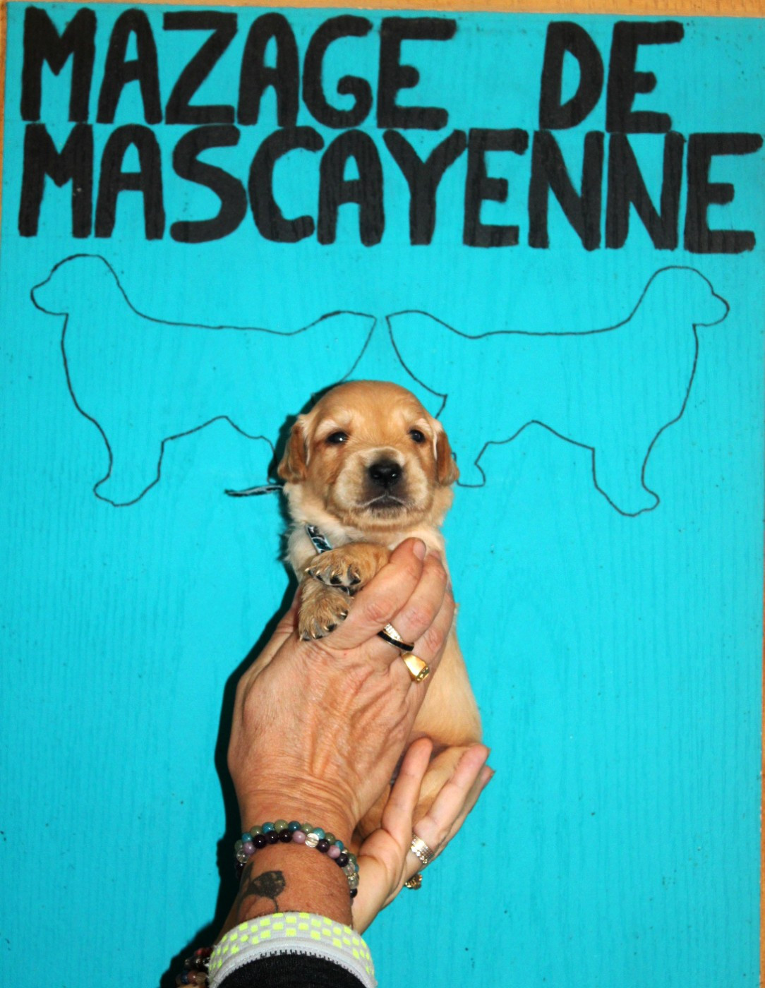 Du mazage de mascayenne - Chiots disponibles - Golden Retriever