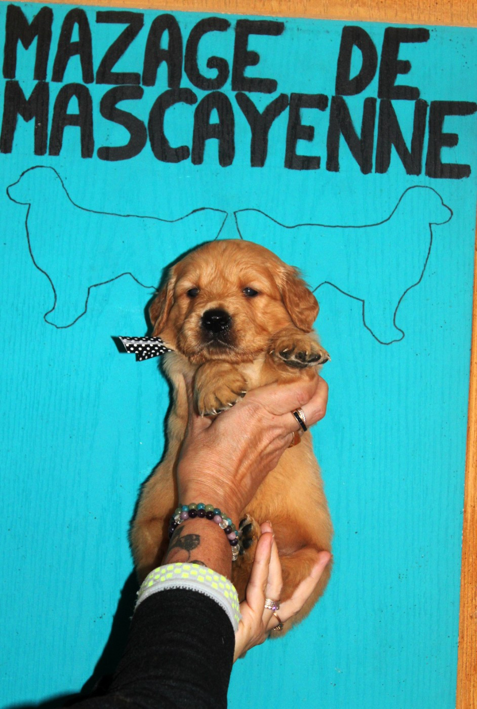 Du mazage de mascayenne - Chiots disponibles - Golden Retriever