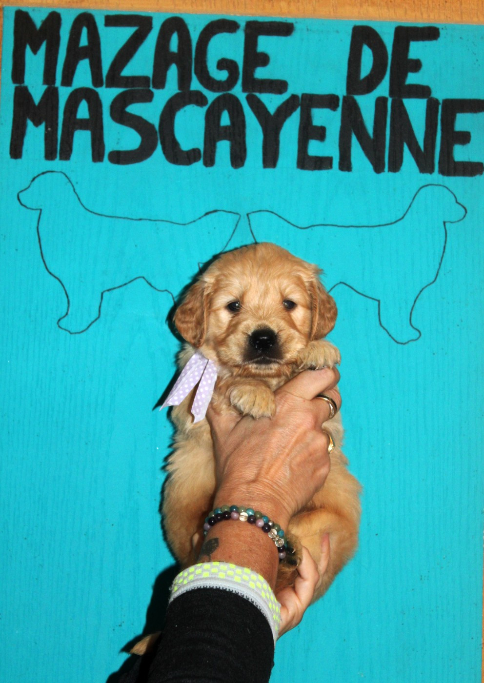 Du mazage de mascayenne - Chiots disponibles - Golden Retriever