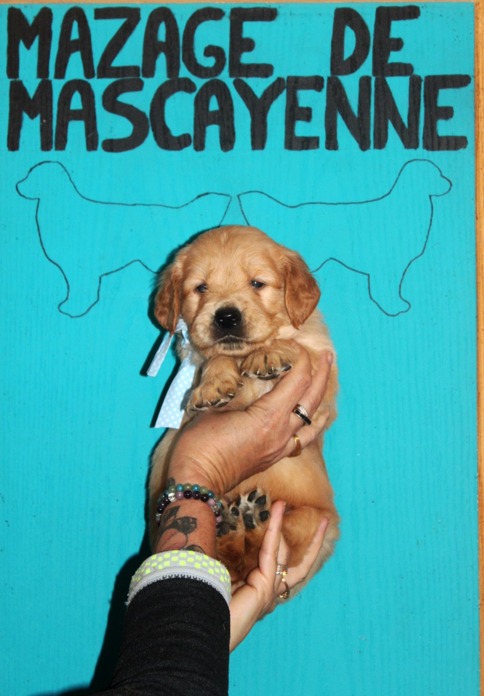 Du mazage de mascayenne - Chiots disponibles - Golden Retriever