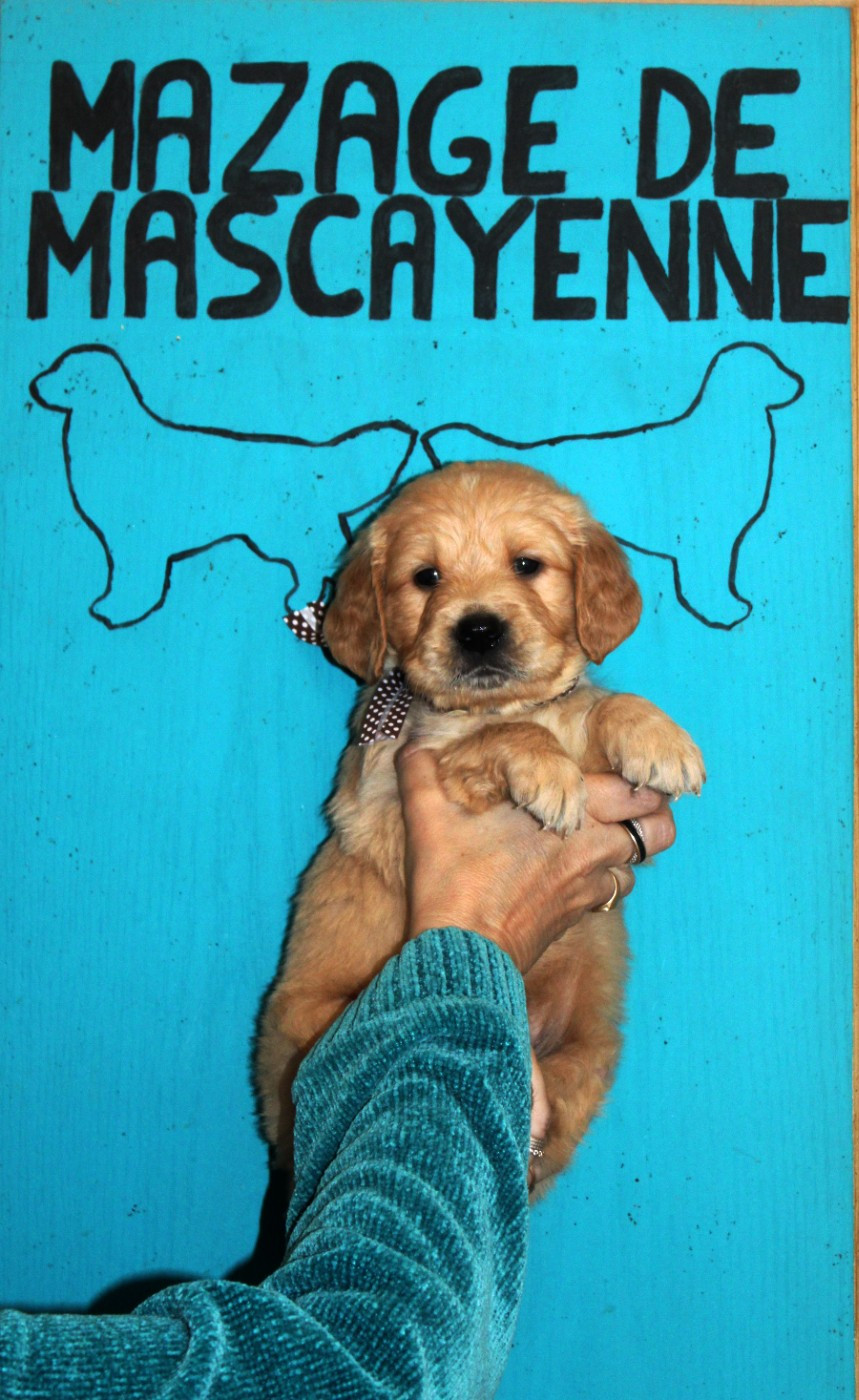 Du mazage de mascayenne - Chiots disponibles - Golden Retriever
