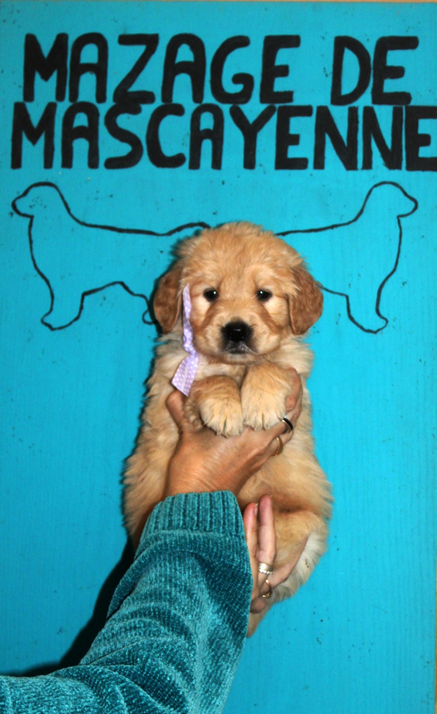 Du mazage de mascayenne - Chiots disponibles - Golden Retriever