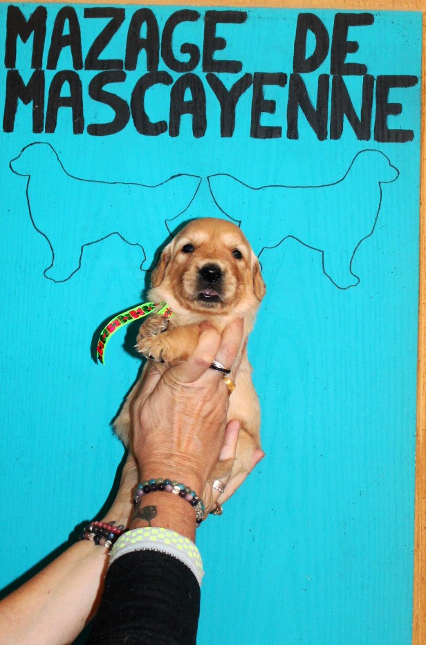 Du mazage de mascayenne - Chiots disponibles - Golden Retriever