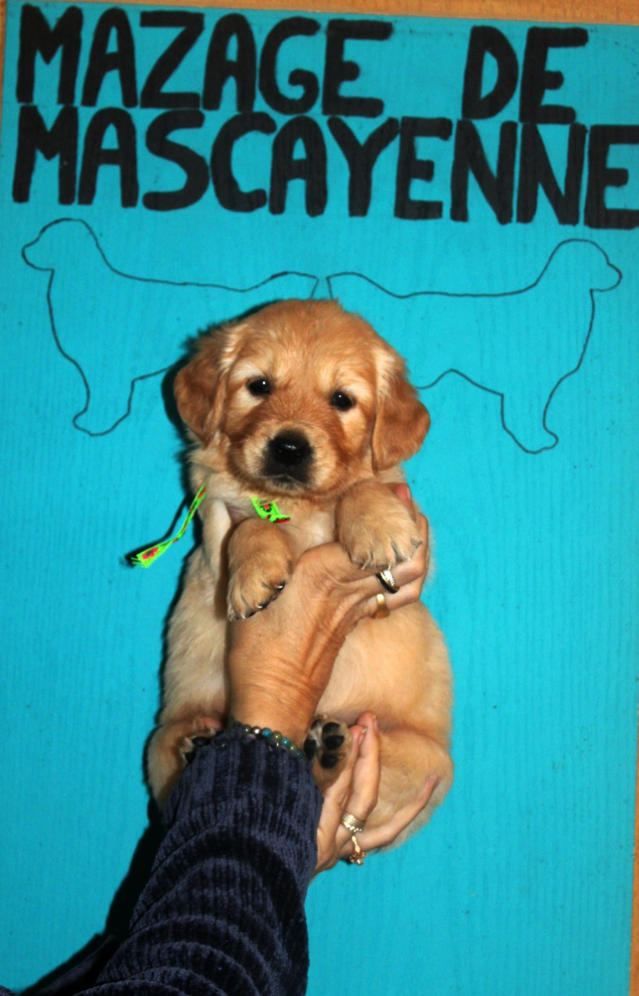 Du mazage de mascayenne - Chiots disponibles - Golden Retriever