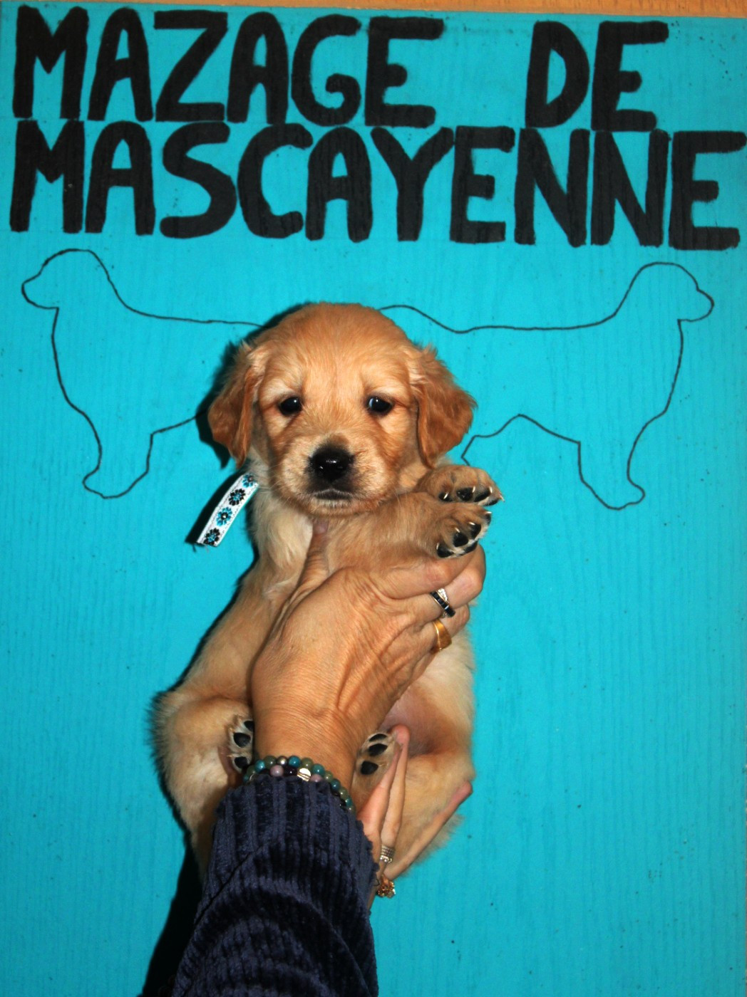 Du mazage de mascayenne - Chiots disponibles - Golden Retriever