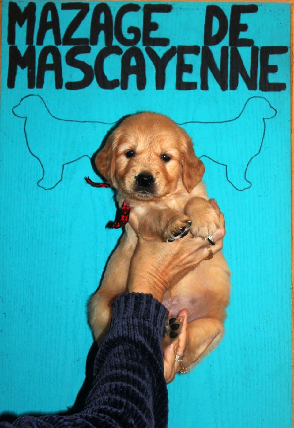 Du mazage de mascayenne - Chiots disponibles - Golden Retriever