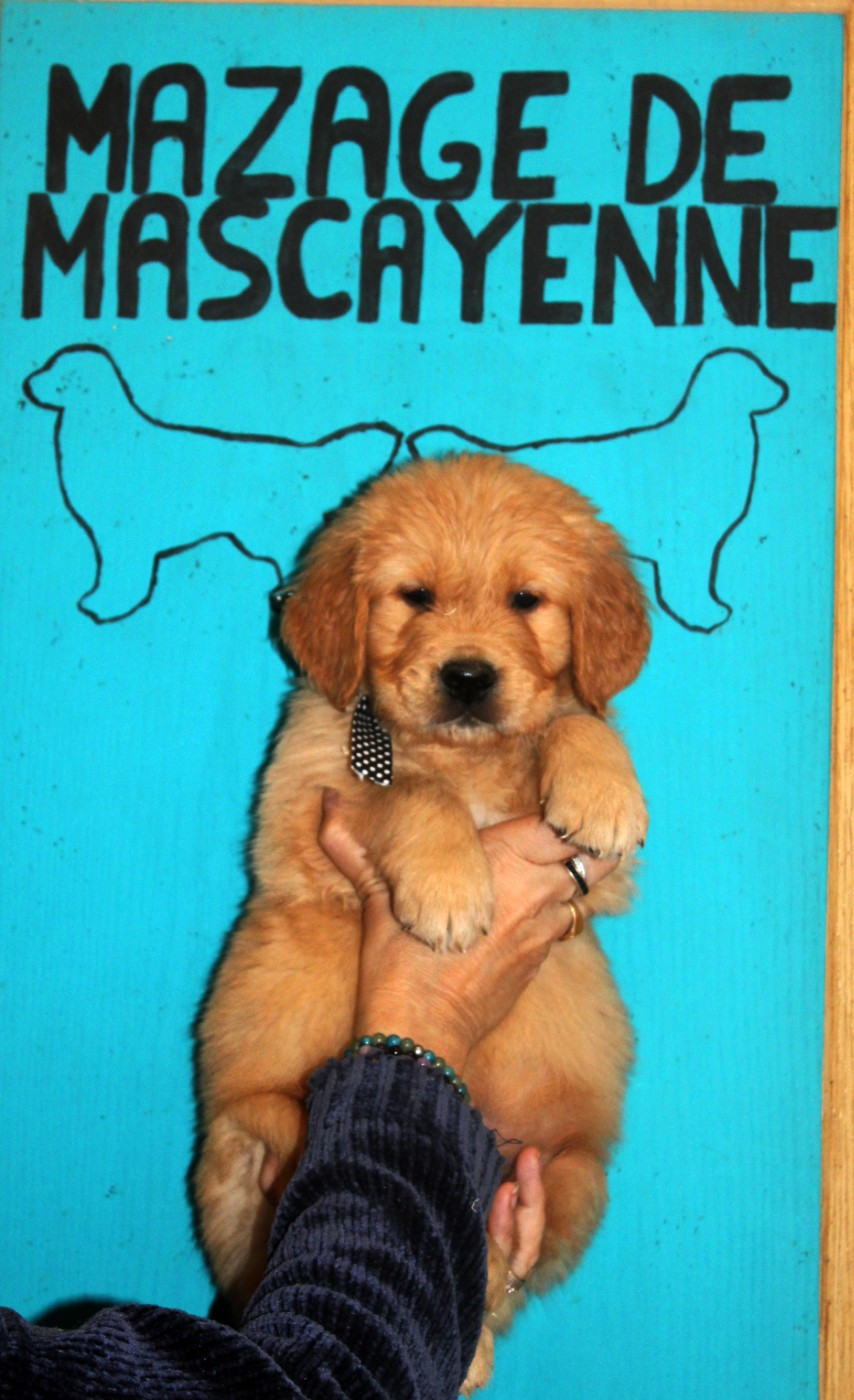 Du mazage de mascayenne - Chiots disponibles - Golden Retriever